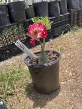 Adenium Obesum Desert Rose Grafted Plant Cf14 - $34.65