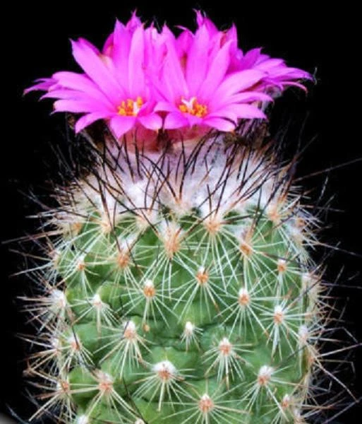 Turbinicarpus viereckii cacti rare cactus seed 10 SEEDS - $16.44