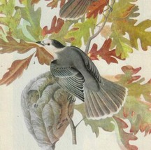 Canada Jay Bird 1946 Color Art Print John James Audubon Nature DWV2D - £27.05 GBP