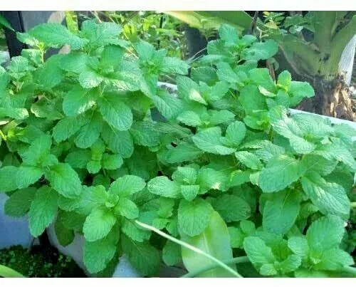 HGBO 15 Seeds Mojito Mint Plan Non-Gmo Herb Live Plants Each Tall Bulk S... - $8.86