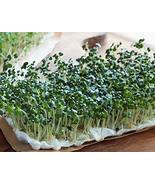Organic, Non-GMO Broccoli Seeds for Sprouting Sprouts Microgreens (8oz o... - $16.49