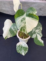 Real Pict Big Size Monstera Halfmoon Variegated Free Phytosanitary Certi... - £146.95 GBP