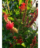 Red Odontonema Cuspidatum Firespike Cardinal’s Guard - 4x Cuttings - $5.45