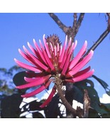 SRN Erythrina Amazonica Amazon Coral Tree Plant Korallenbaum Seeds 10 Ga... - $28.08 CAD