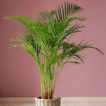 Tropical Dypsis ampasindava 5 Seed Set - Start Your Mini Jungle, Exotic Plant En - £3.14 GBP