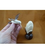 TNE-BIR-HU-213A) Hummingbird bird flower TAGUA NUT palm figurine humming... - €37,07 EUR