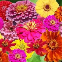 250 Zin Master Zinnia Mix Elegans Mixed Colors Flower Seeds New Fresh Seeds USA - £12.03 GBP