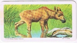 Brooke Bond Red Rose Tea Card #43 Moose Animals &amp; Their Young - £0.77 GBP