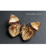 Adelpha Melanthe Rare Rayed Sister Real Butterfly Framed Entomology Shad... - £51.95 GBP