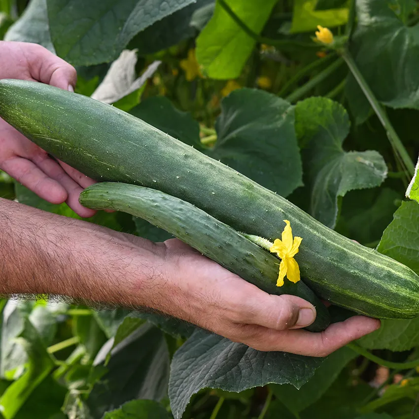 Cucumber Aonaga Jibai, 15 Seeds R - £12.89 GBP