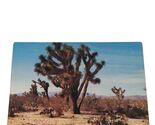 Postcard Typical Western Desert Country Tree Cactus Chrome Unposted - $4.15
