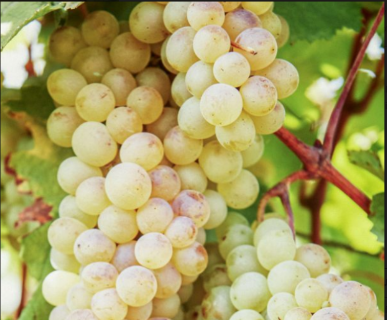 RKATSITELI Grape Vine - 1 Bare Root Live Plant - Buy 4 get 1 free!