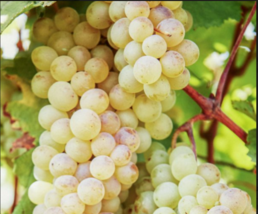 RKATSITELI Grape Vine - 1 Bare Root Live Plant - Buy 4 get 1 free! - £22.54 GBP+