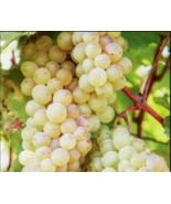 RKATSITELI Grape Vine - 1 Bare Root Live Plant - Buy 4 get 1 free! - $28.45+