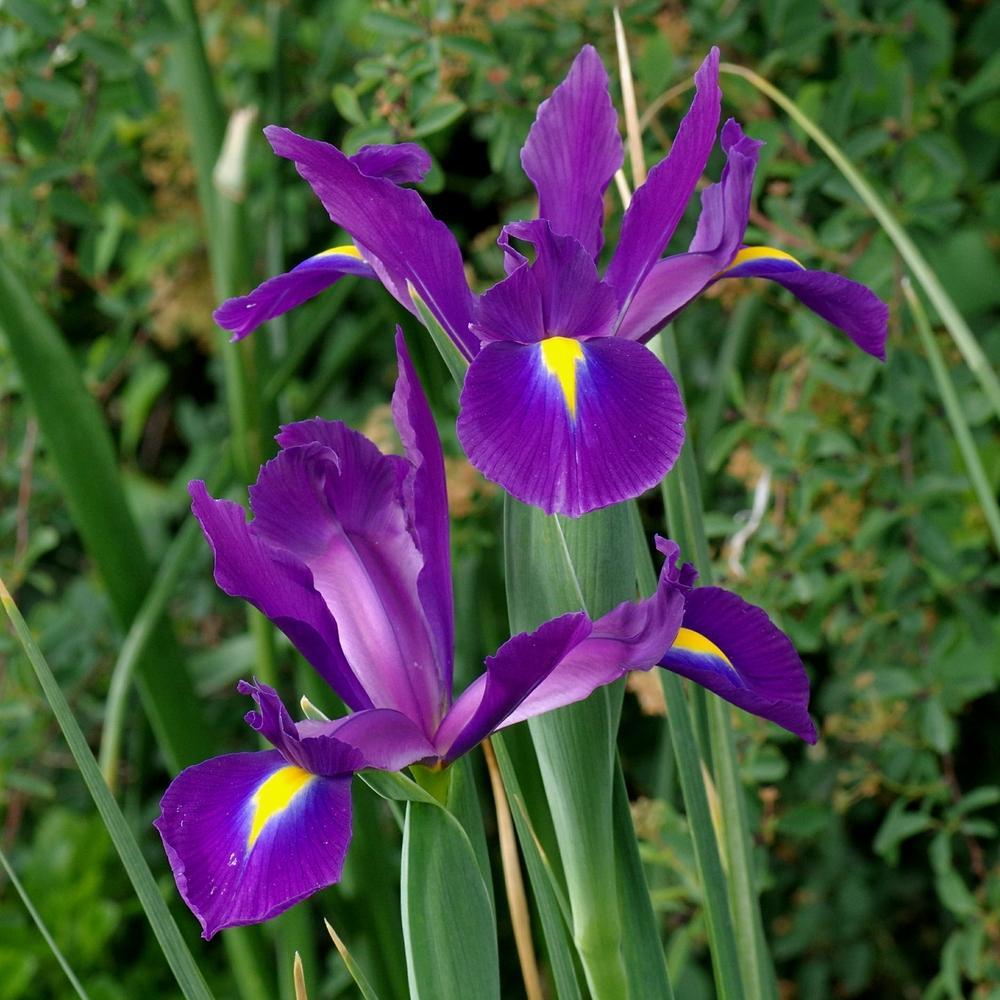 200 Seeds - Purple Dutch Iris Flower Perennials