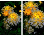 50 Seeds Midnight Stars Bicolour Dahlia Flower Garden - £27.47 GBP