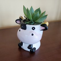 Cow Planter with Succulent, Live Plant Gift, Echeveria Agavoides, Farm Animal image 2