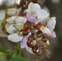 FREE SHIPPING Millettia pinnata Pongamia Pongame Oiltree Indian Beech 5 Seeds - £16.41 GBP