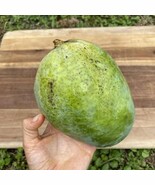 Grafted Mango Pineapple Live Tropical Fruit Tree 2-3 Feet Arbol Vivo Gra... - $149.10
