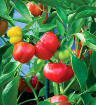 Pimento Sweet Mild Pepper 40+ Seeds Non-GMO Heirloom Fresh Garden Seeds USA - £8.44 GBP