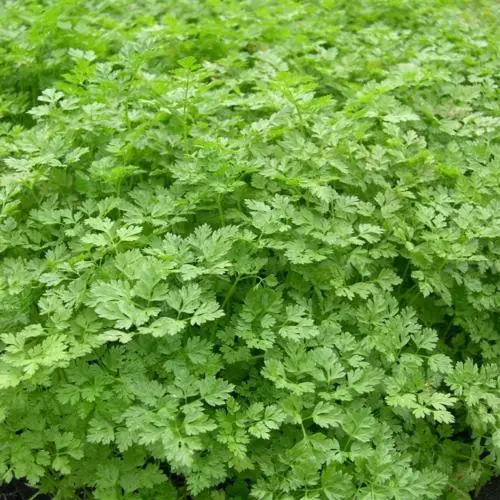 Chervil French Parsley Herb Spice 35 Seeds Buy Us Garden - $1.98