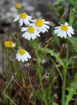 USA German Chamomile Matricaria Recutita Chamomilla Herb Flower 1000 Seeds - £8.21 GBP