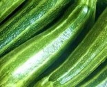 Cocozelle Zucchini Seeds 30 Seeds Non-Gmo Fast Shipping - $7.99