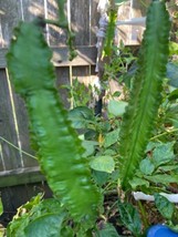 15 Asian Winged Bean Seeds Heirloom Fresh Garden USA SELLER - £8.95 GBP