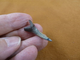 (S375-29) 1-1/4&quot; fossil Goblin Shark Tooth wired pendant teeth pendant j... - $276.39 MXN