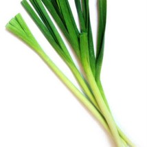 500 Chinese Leek Oriental Garlic Garlic Chives Chinese Chives Flat Chives Allium - $14.90