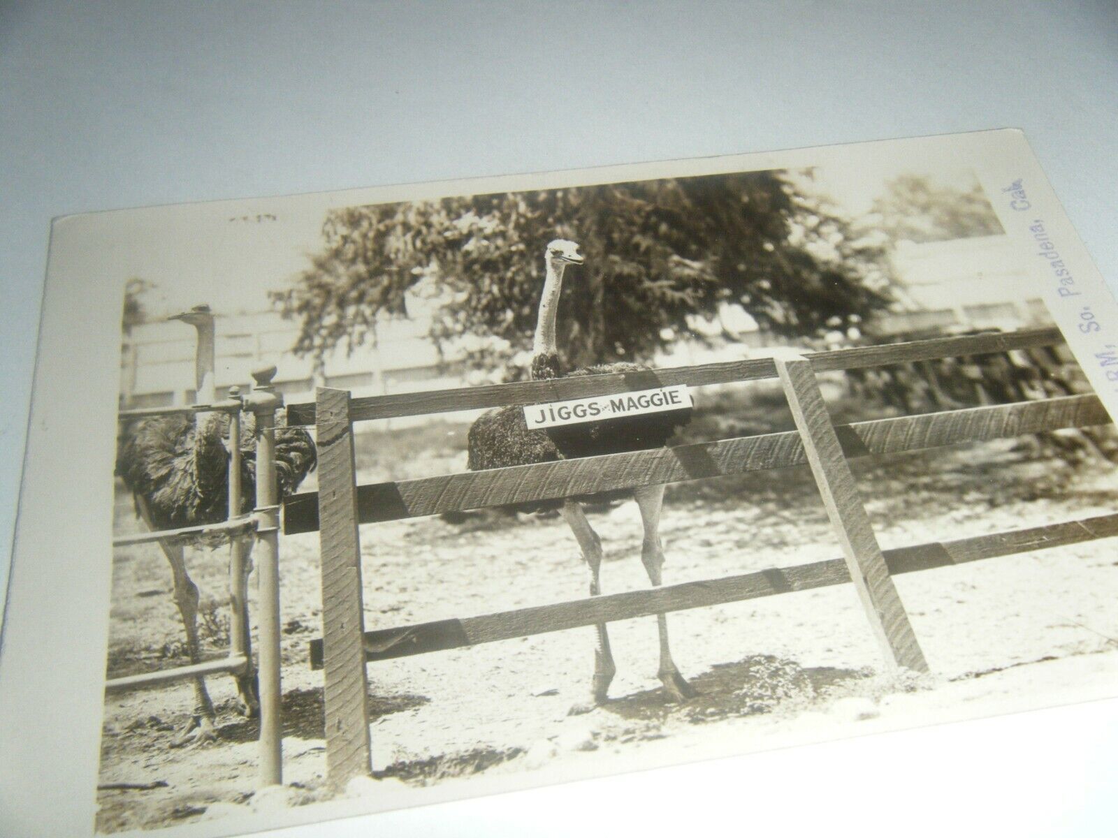 Primary image for RPPC Cawston Ostrich Farm LA Pasadena, CA Real Photo Postcard Jiggs Maggie