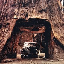 Chandelier Drive Thru California Giant Sequoia Tree Redwoods Vintage Postcard - £7.87 GBP
