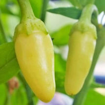 25 Cascabella Peppers Edible Planting Seeds Vegetable Garden - £10.66 GBP