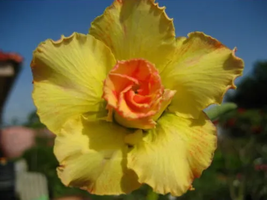 8 seeds / pack, Rosy Adenium Obesum Lucky Yellow Desert Rose Flowers Seeds - £19.80 GBP