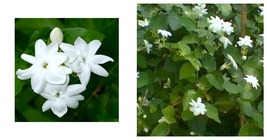 Jasminum sambac Maid of Orleans Jasmine Rooted STARTER Plant Extremely F... - £36.08 GBP
