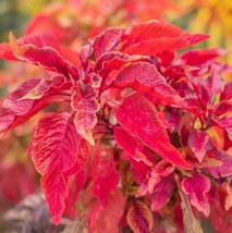 Fresh Garden Red Garnet Amaranth Seeds | Heirloom &amp; Non-GMO | Seeds - £7.19 GBP