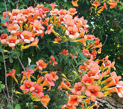 Flower Vine Trumpet Creeper Campsis Radicans  80 Seeds - £8.10 GBP