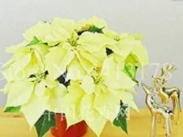 100 Seeds Imported Poinsettia DIY Potted Colorful Flower Indoor &amp; Outdoo... - $11.37