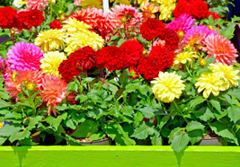 Dahlia Bedding Mix 76 Seeds 1&#39;-2&#39; Tall Plants All Different Kinds Mix. USA Selle - £6.63 GBP