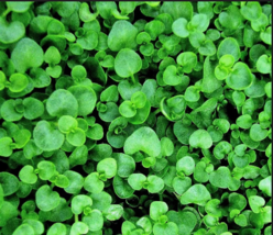  CORSICAN MINT Herb Fragrant Ground Cover Flower 20 Seeds - $9.99