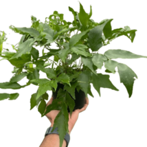 Holly Fern - Cyrtomium falcatum - 6" Pot, Hardy, Shade-Loving Plant - $987.30 MXN