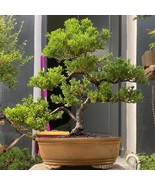 Tree Bonsai Juniperus Chinensis - $4,686.75 MXN