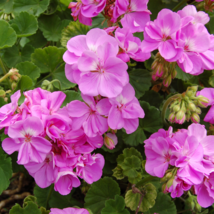 Geranium Fully Purple Double Petals Ball Typed Flowers - 10 Seeds - $6.80