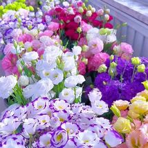 Lisianthus Seeds, Pack of 100 Mixed Color Eustoma Grandiflorum Seeds - $10.40
