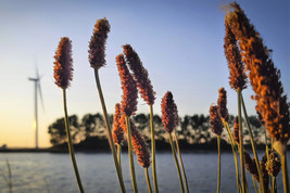 GIB 1000 Creeping Meadow Foxtail &#39;Garrison&#39; Alopecurus Arundinaceus Moist Grass  - £14.47 GBP