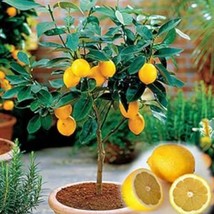 Fresh Meyer Lemon Seeds - $35.56