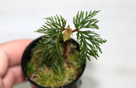 Begonia Bipinnatifida Companion Plant Potted - £29.71 GBP