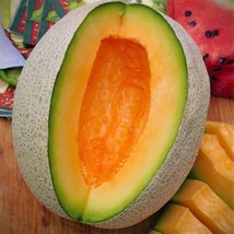 US Seller Cantaloupe Sierra Gold Fruit Seeds New Fresh Seeds - $8.58