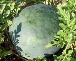 24 Florida Giant Watermelon Seeds Heirloom Non Gmo Organic Rare Fresh Fa... - £7.20 GBP