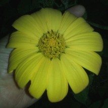 Yellow Mexican Sunflower US Seller Fast Shipping - $6.48